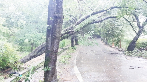 마이산 탑영 저주지 위에 나무가 쓰러져 있다.